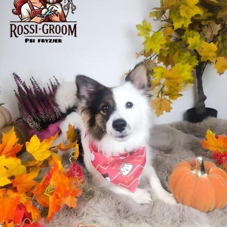 bonus-groomer-dla-psow